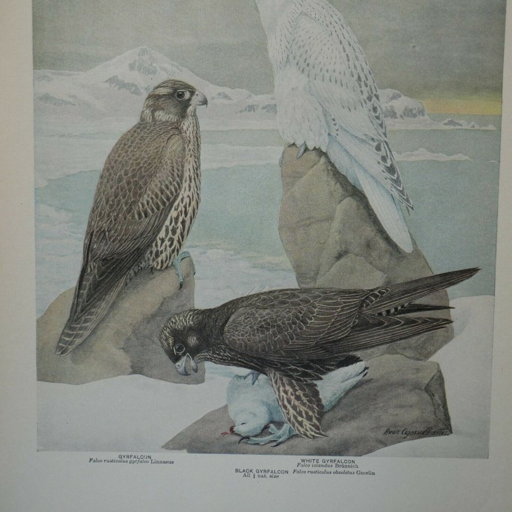 Antique 1915 Louis Agassiz Fuertes Print DDL61 - Picture 2 of 3